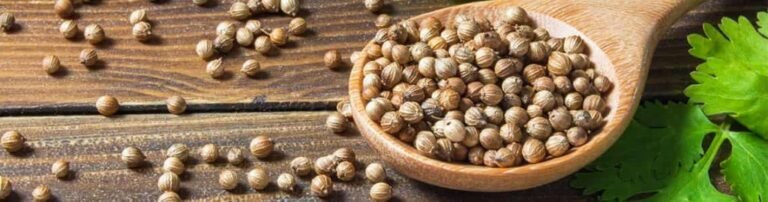 Ayush coriander in ayurveda